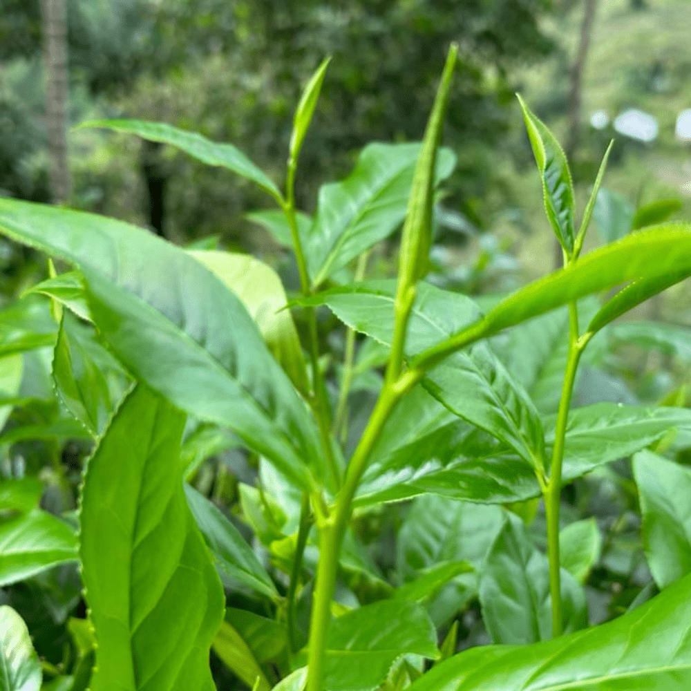 Close-up of a green leafy plant with elongated stems and pointed buds in a natural outdoor setting with blurred foliage.