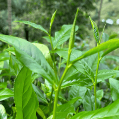 Close-up of a green leafy plant with elongated stems and pointed buds in a natural outdoor setting with blurred foliage.